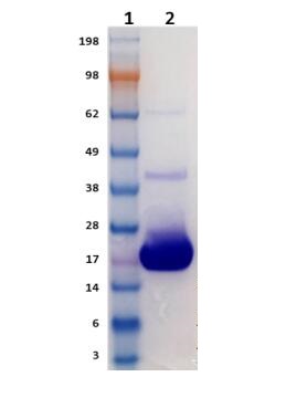 Lane 1: Molecular weight marker (SeeBlue Plus2)<br />Lane 2: HGPX4